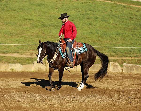all-around-quarter-horse