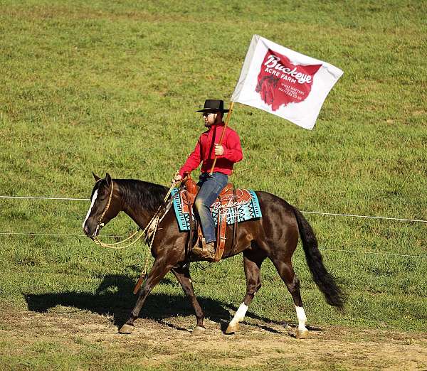 athletic-quarter-horse