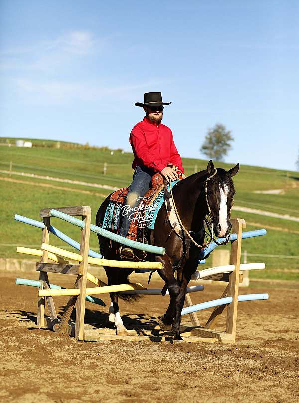 beginner-quarter-horse