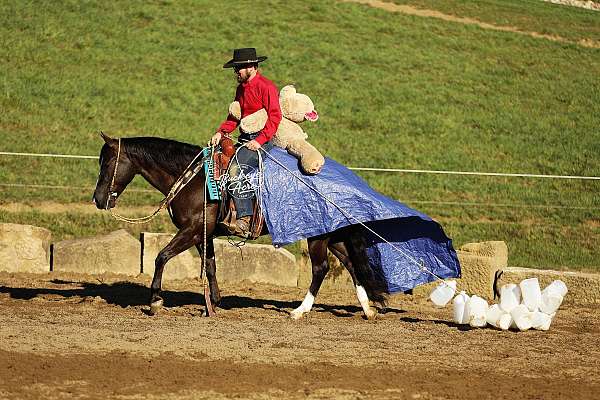 calf-roping-quarter-horse