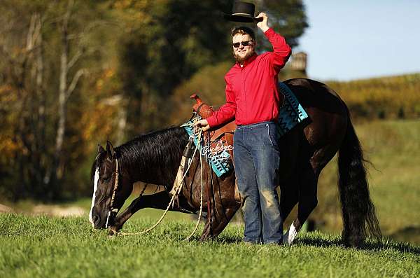 companion-quarter-horse