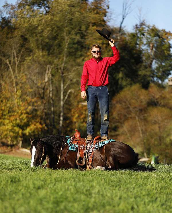 finished-quarter-horse