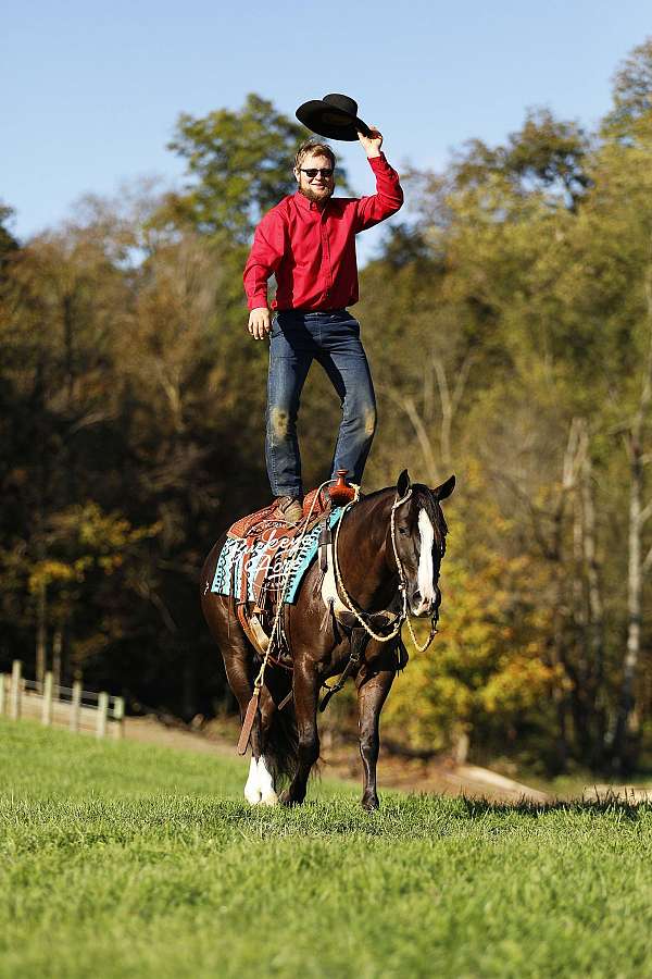 husband-safe-quarter-horse