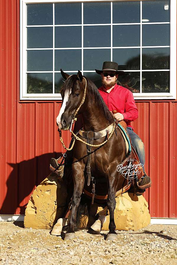 jumping-quarter-horse
