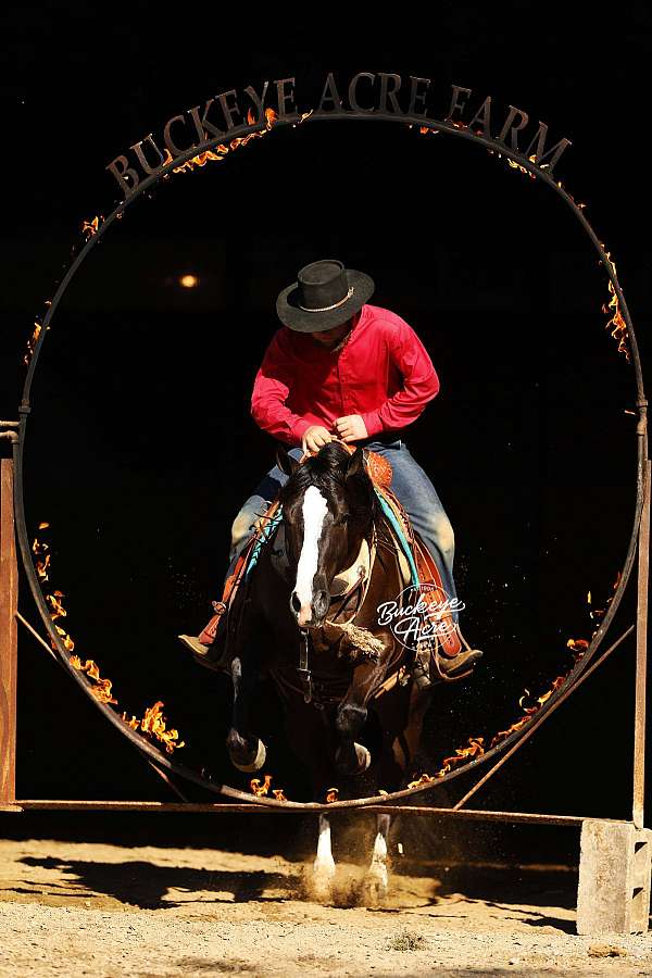 kid-safe-quarter-horse