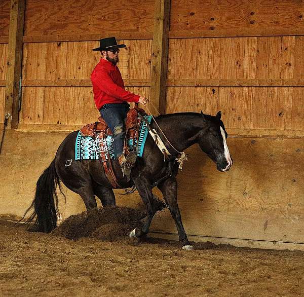 parade-quarter-horse