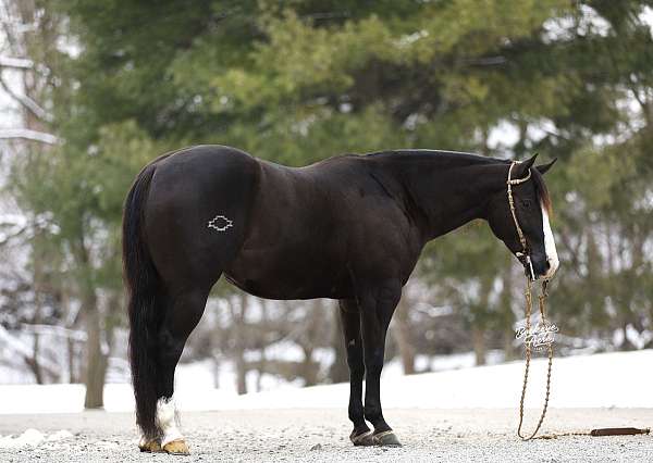 ranch-quarter-horse