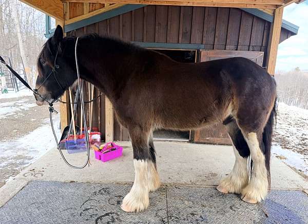 all-around-athletic-clydesdale-pony