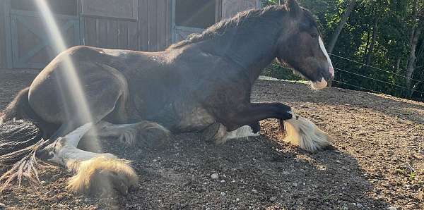 18-hand-clydesdale-pony