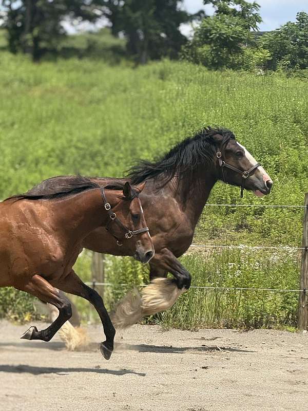 lesson-clydesdale-pony