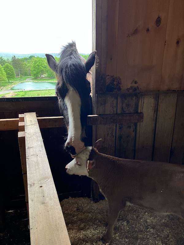 show-clydesdale-pony