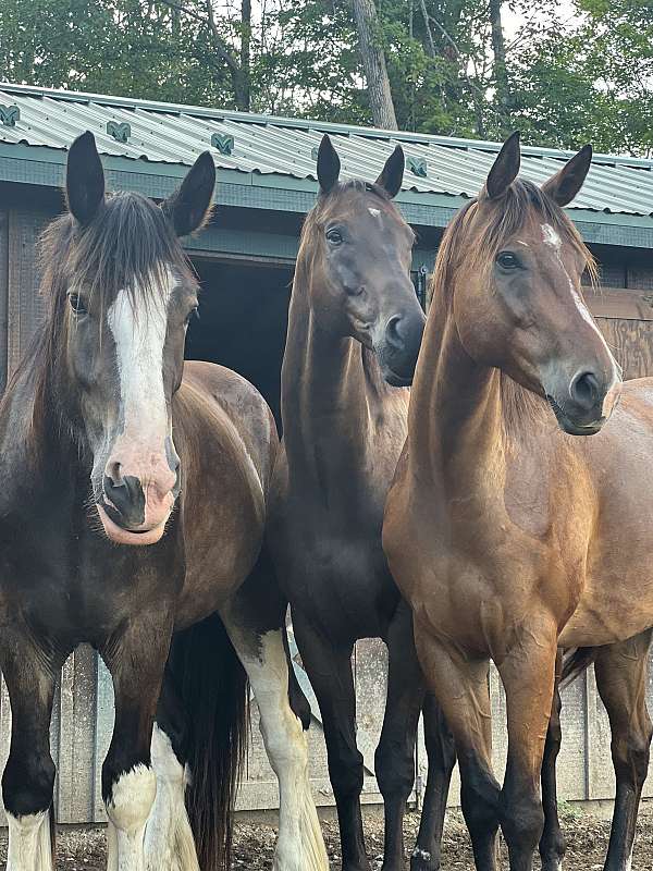 all-around-athletic-gelding