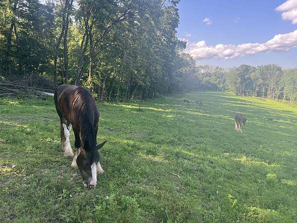 all-around-athletic-pony