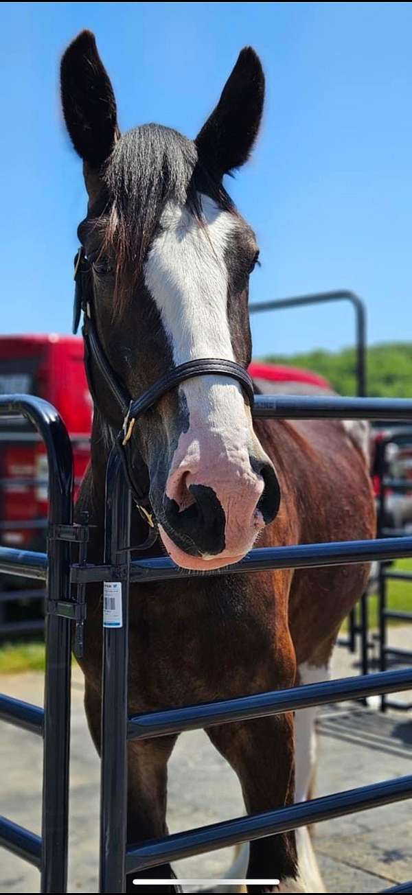 black-clydesdale-pony