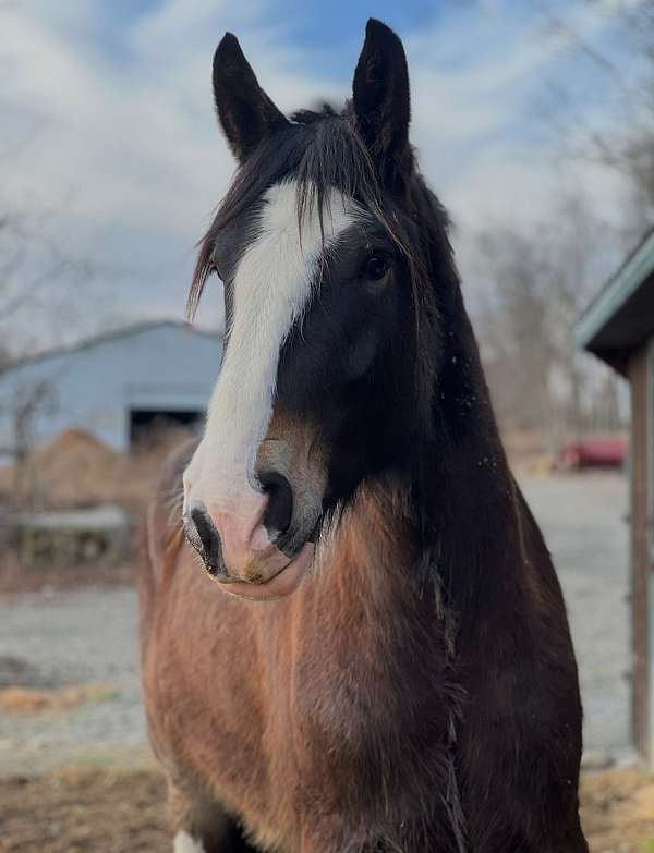 blaze-white-feather-pony