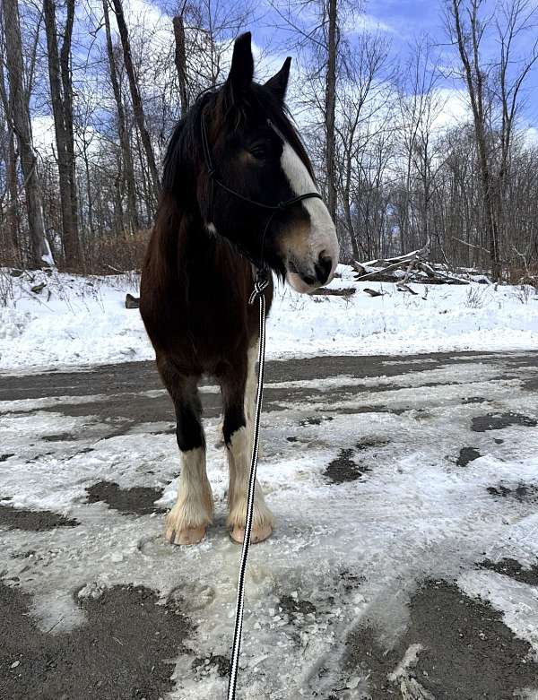 hunter-clydesdale-pony