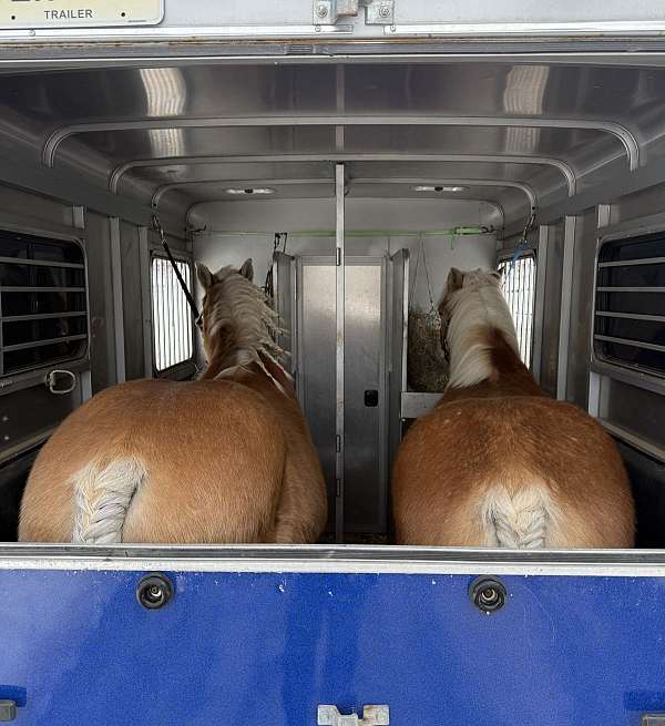 haflinger-pony