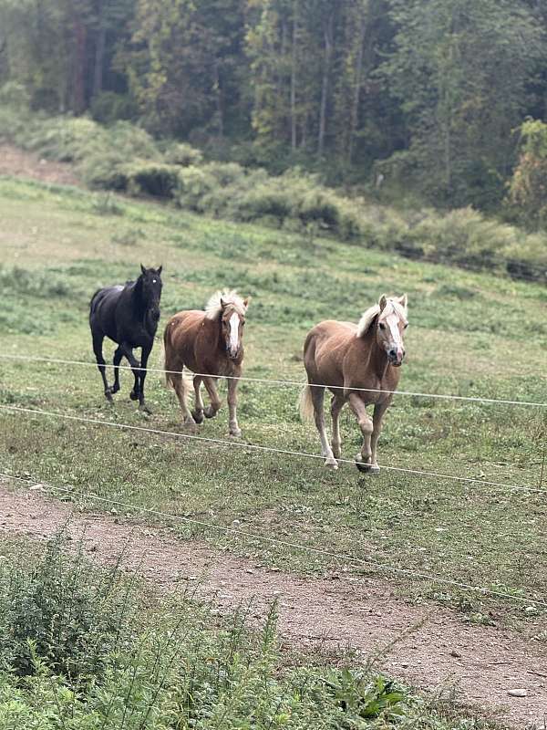 haflinger