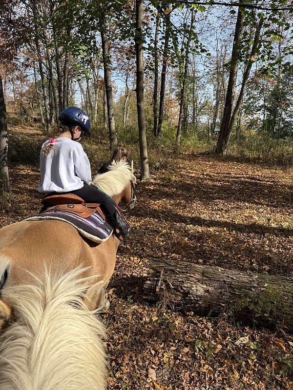 hunter-haflinger-pony