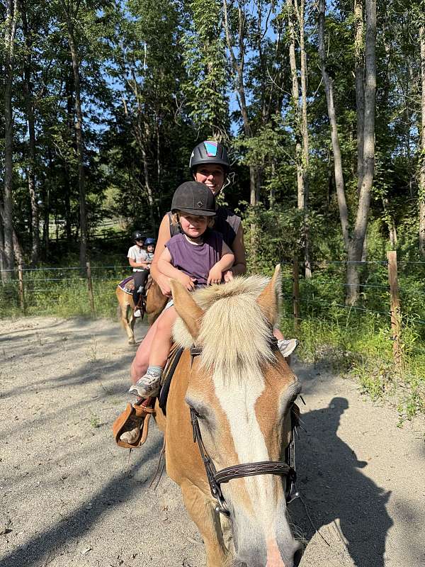 lesson-haflinger-pony
