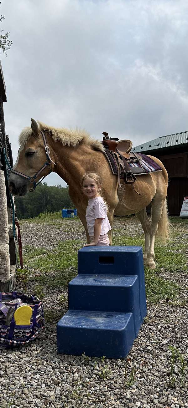 show-haflinger-pony