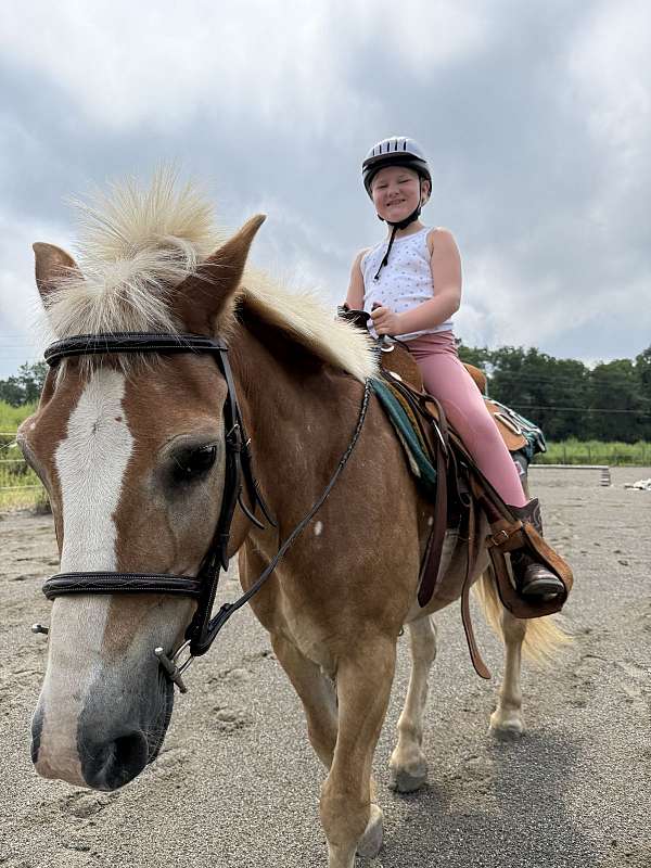 trail-haflinger-pony