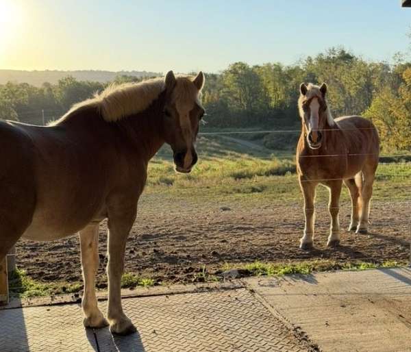 haflinger-gelding
