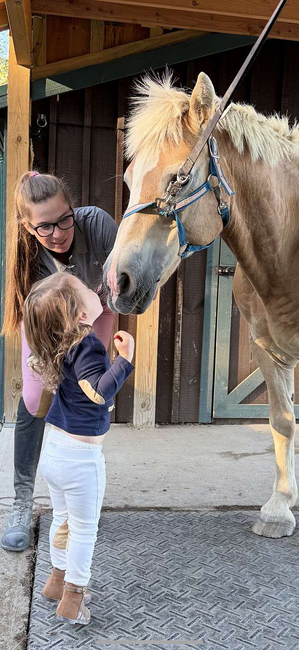 gelding