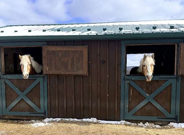 haflinger-pony-for-sale