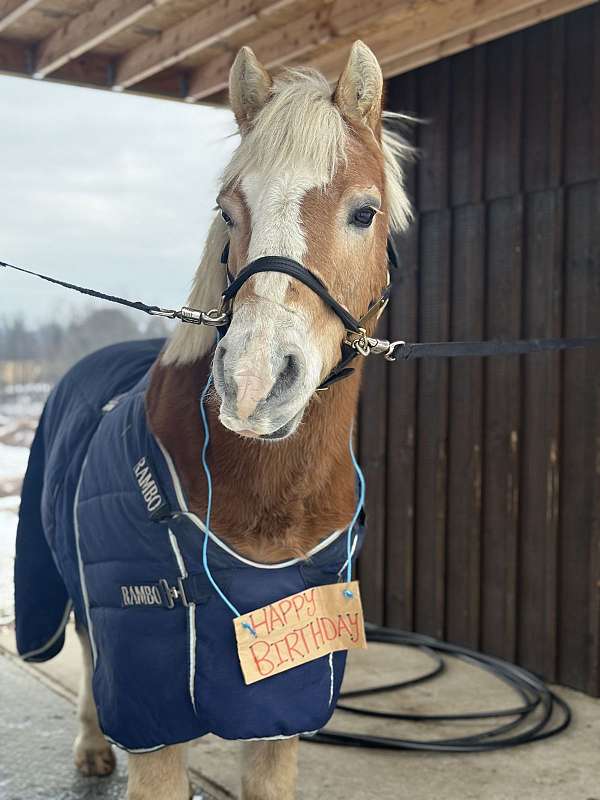working-haflinger-pony