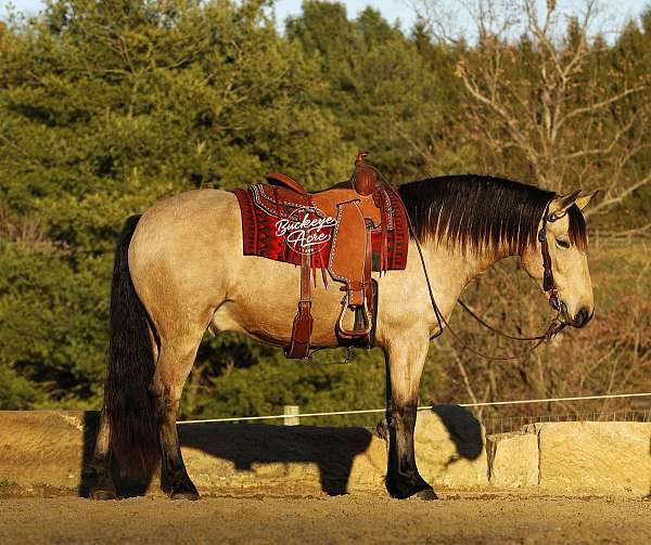 all-around-draft-horse