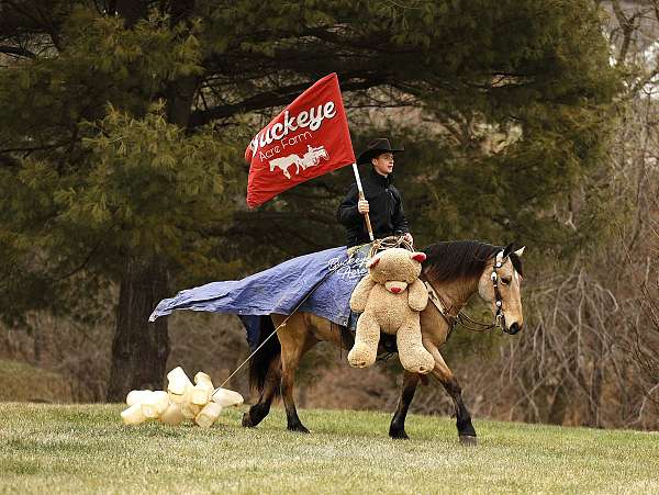 athletic-draft-horse