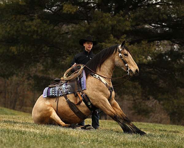 companion-draft-horse