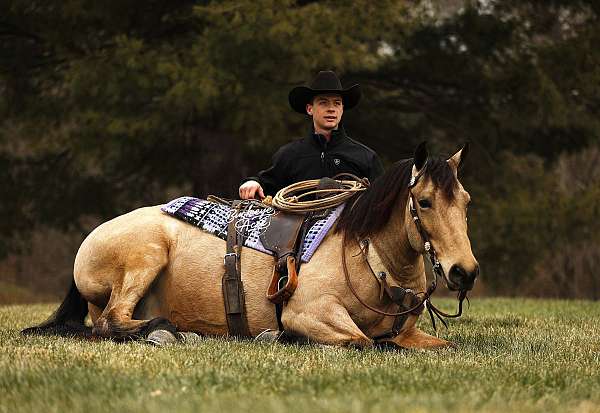 beginner-draft-horse