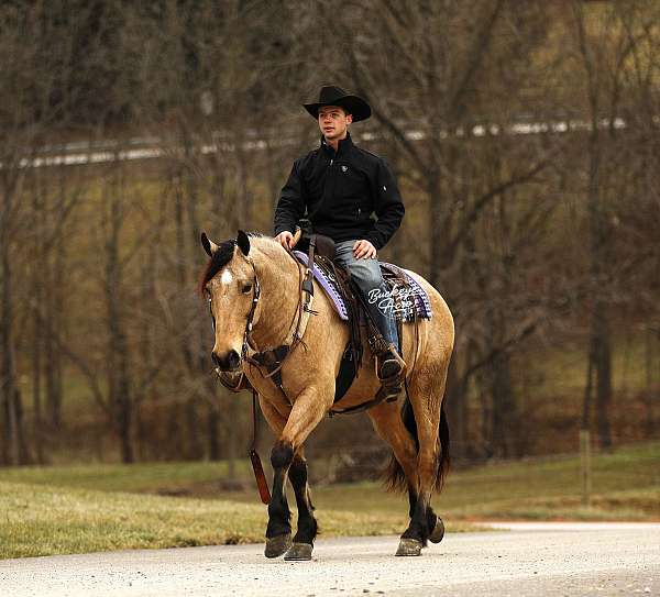 cross-draft-horse