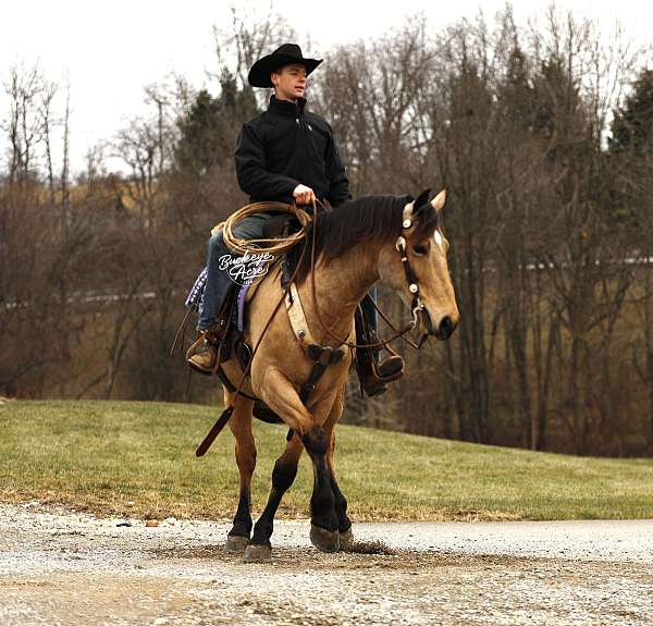 draft-horse