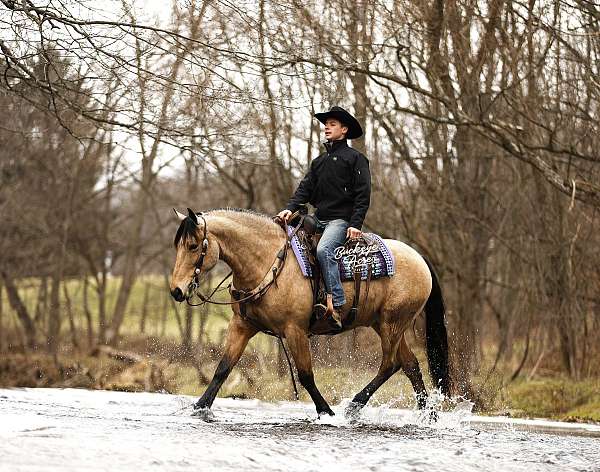 flashy-draft-horse