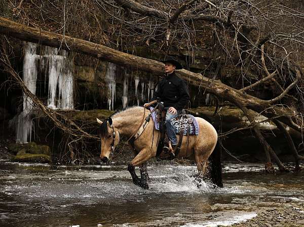husband-safe-draft-horse