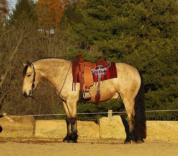 jumping-draft-horse