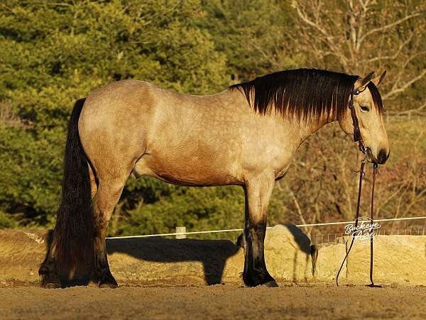 parade-draft-horse