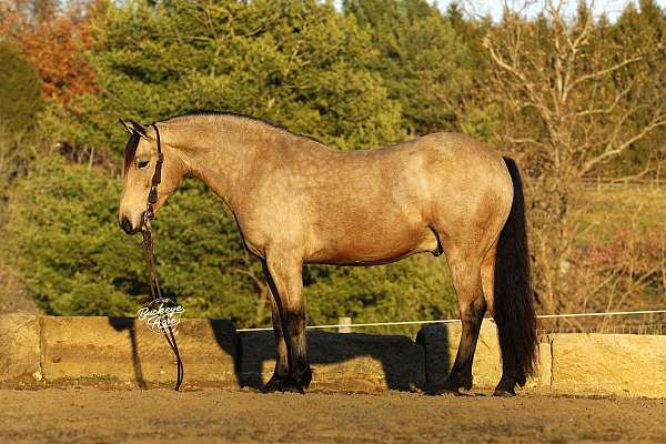 ridden-english-draft-horse