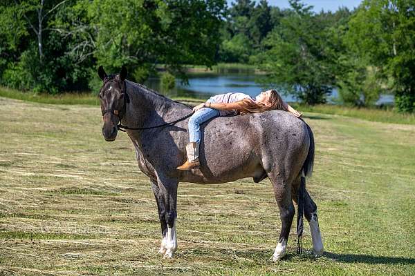trail-horse-tennessee-walking