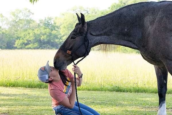 gaited-horse-tennessee-walking