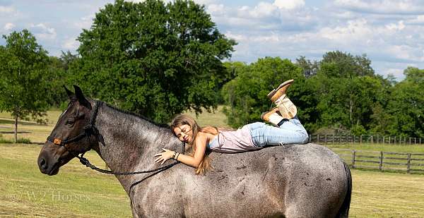 gentle-horse-tennessee-walking