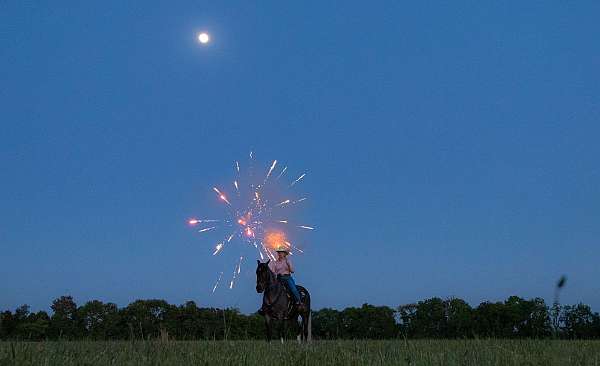 my-horse-connection-tennessee-walking