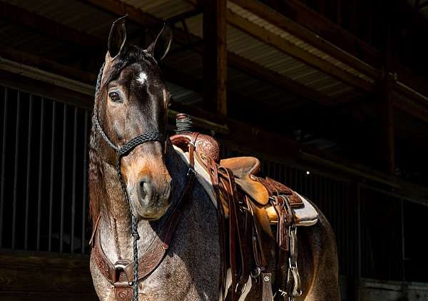 gun-safe-horse-tennessee-walking