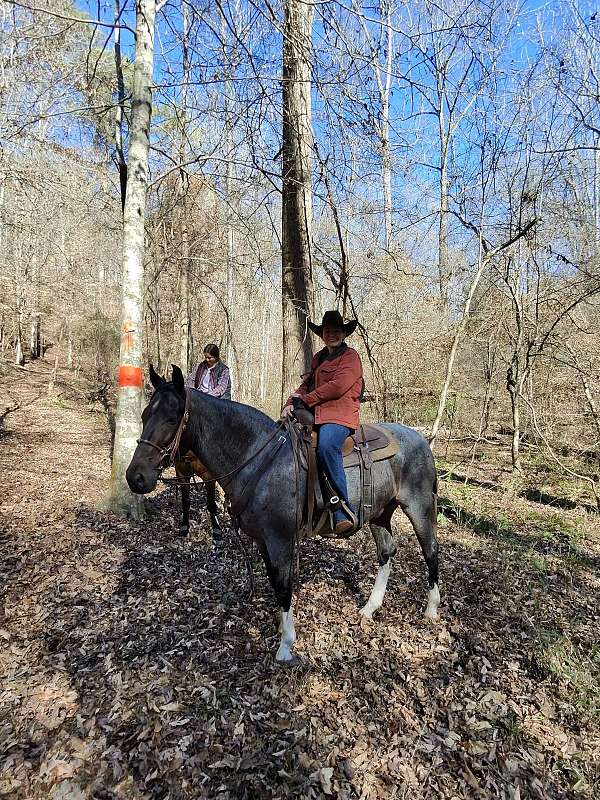 horse-for-sale-tennessee-walking