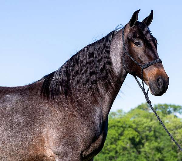 western-horse-tennessee-walking