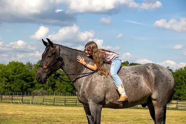 western-dressage-horse-tennessee-walking