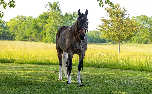 tennessee-walking-horse